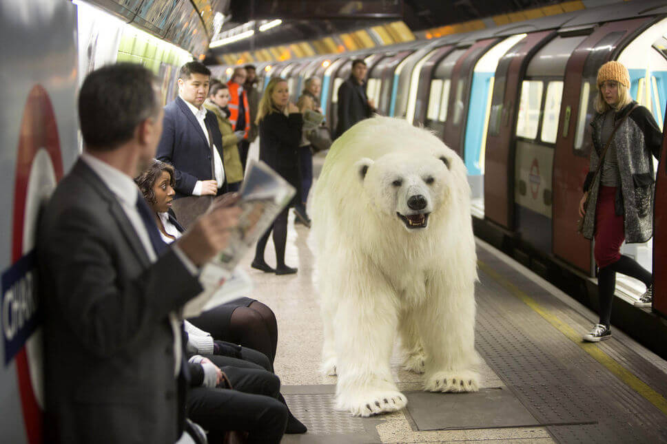 Polar Bear london 2015